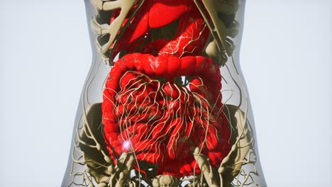 Detaillierte-Anatomie-Des-Menschlichen-Verdauungssystems