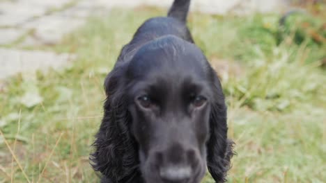 Reveal-adorable-puppy-runs-towards-camera