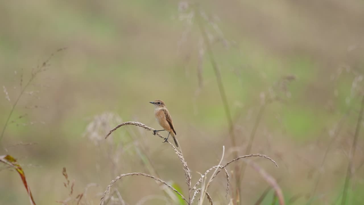 Brown all around while perched on top of a dried grass during a winter morning as this bird migrated to Thailand, Amur Stonechat or Stejneger's Stonechat Saxicola stejnegeri