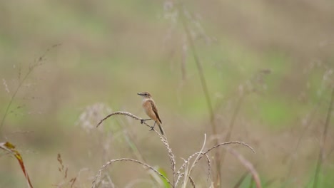 brown all around while perched on top of a dried grass during a winter morning as this bird migrated to thailand, amur stonechat or stejneger's stonechat saxicola stejnegeri