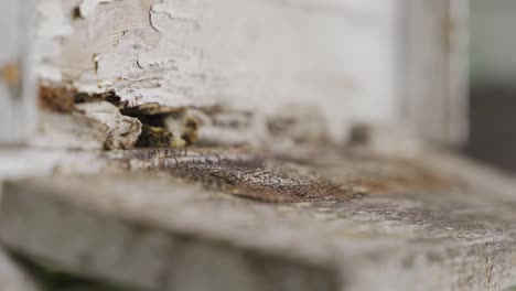 las abejas de miel en primer plano.