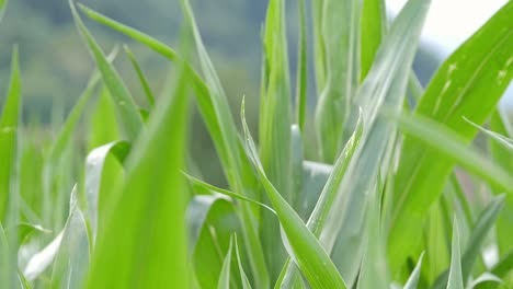 Nahaufnahme-Des-Landwirtschaftlichen-Feldes,-Grüner-Mais,-Mais,-Der-Sich-Mit-Dem-Wind-Bewegt