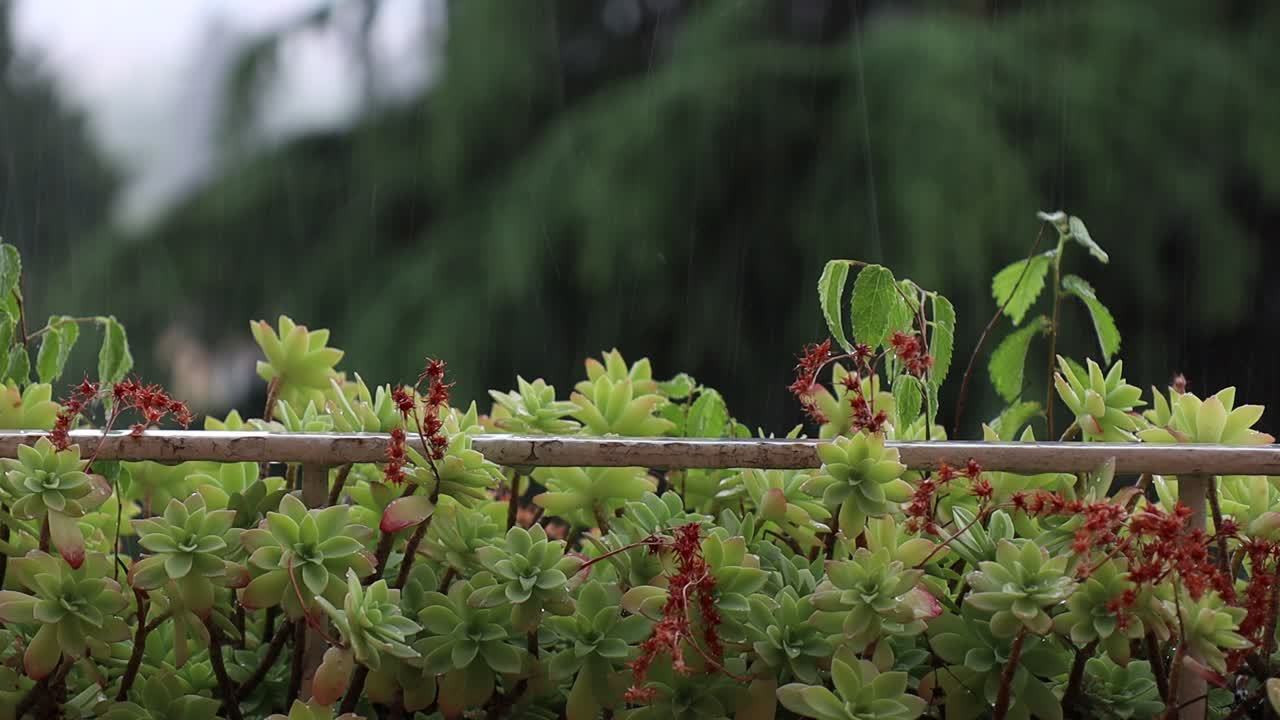 está lloviendo sobre las flores en el balcón