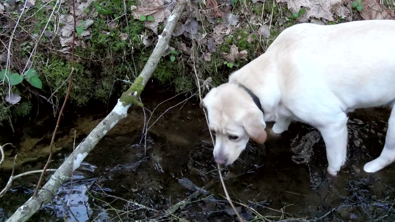 el perro labrador retriever blanco entrando en el agua