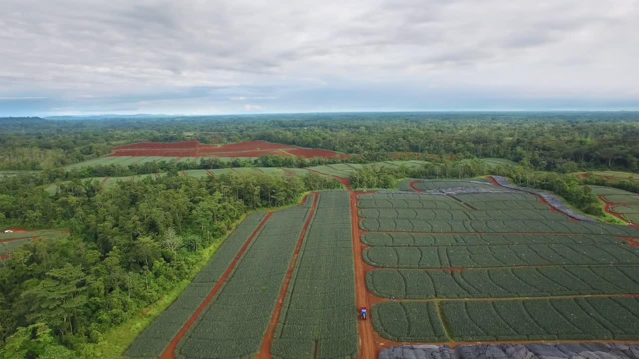 파인애플 농장과 코스타리카 우팔라 주변 풍경을 따라 트랙터를 운전하는 농부들