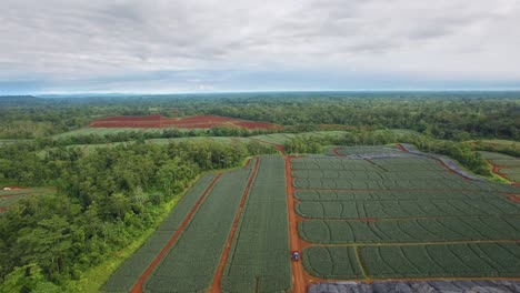 farmers driving tractor along pineapple plantation fields and surrounding landscape of upala, costa rica