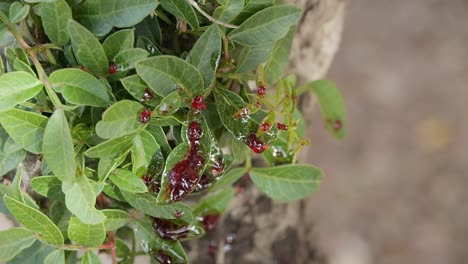 Red-blood-dripping-on-green-leaves-on-a-tree-falling-down-on-the-ground,-slow-motion-close-up