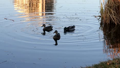3 ducks just relaxing in a small pond