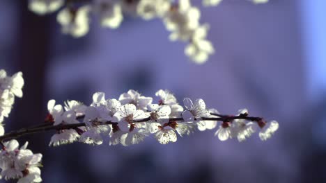 Rama-De-Un-árbol-De-Flor-De-Cerezo-En-El-Fondo-Borroso