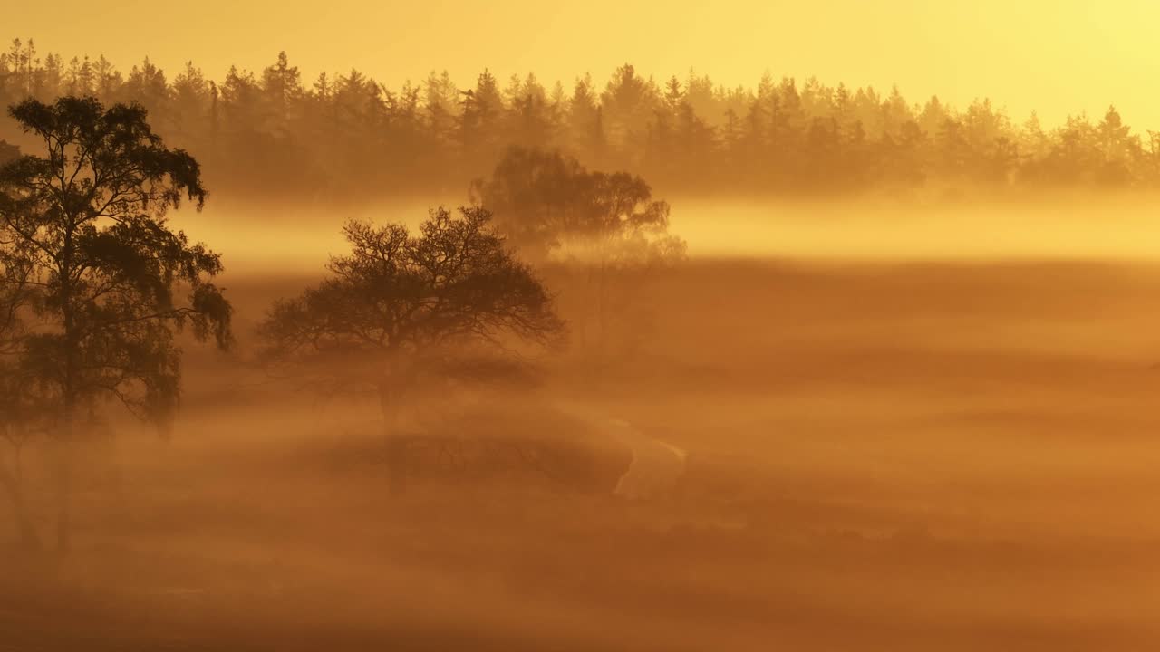 숲 위의 안개가 가득한 해가 뜨는 것