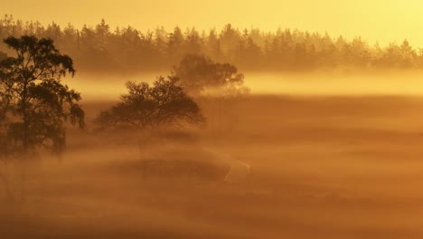 misty sunrise over forest