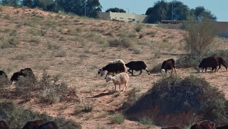 las ovejas najdi, nativas de la región de najd de la península arábiga, pastan en el desierto