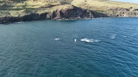 Spektakuläres-Kameramanöver,-Das-Einer-Gruppe-Von-Buckelwalen-Folgt,-Die-Entlang-Der-Küste-Von-Maui-Schwimmen