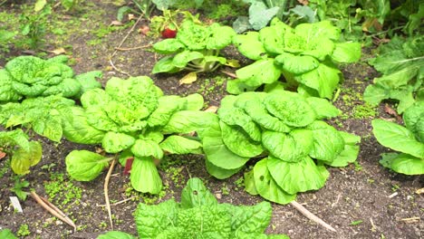 Toma-Panorámica-De-Hojas-Frescas-De-Col-Rizada-Y-Espinacas-En-El-Jardín-Botánico-Vitamina-K-Verde-Frondoso-Saludable