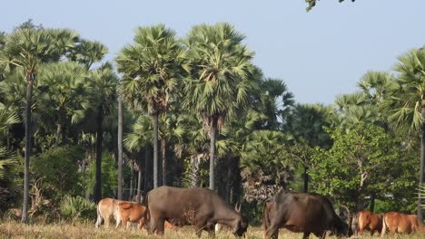 Búfalo---Animal-Salvaje