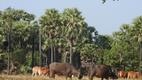 búfalo - animal salvaje