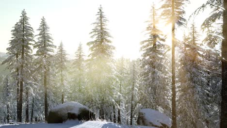 Flug-über-Dem-Winterwald