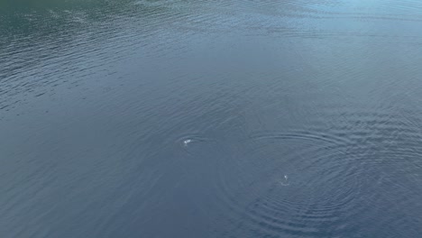 young humpback whales breaching in slow motion in cooks bay, moorea, french polynesia