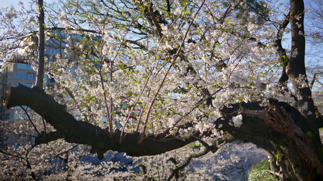 View of cherry blossom trees in the Kita-no-maru park in Chiyoda, Tokyo, Japan