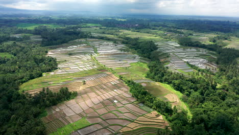 Imágenes-Aéreas-De-Drones,-Campos-De-Arroz-En-Una-Montaña-En-Bali