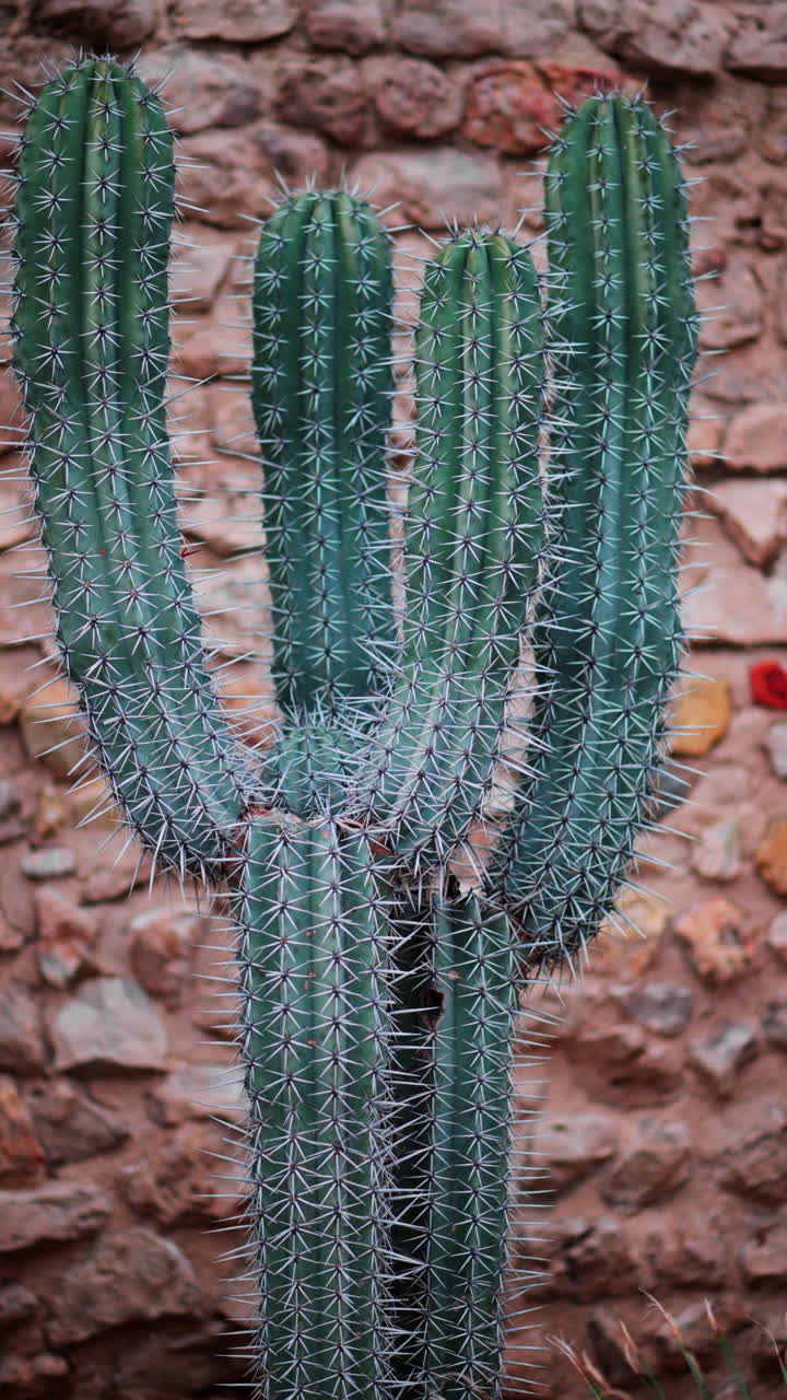 Close up of a big Cactus on a stone wall background. Vertical