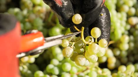 Las-Manos-Seleccionan-Uvas-Maduras-En-La-Cosecha-En-El-Viñedo