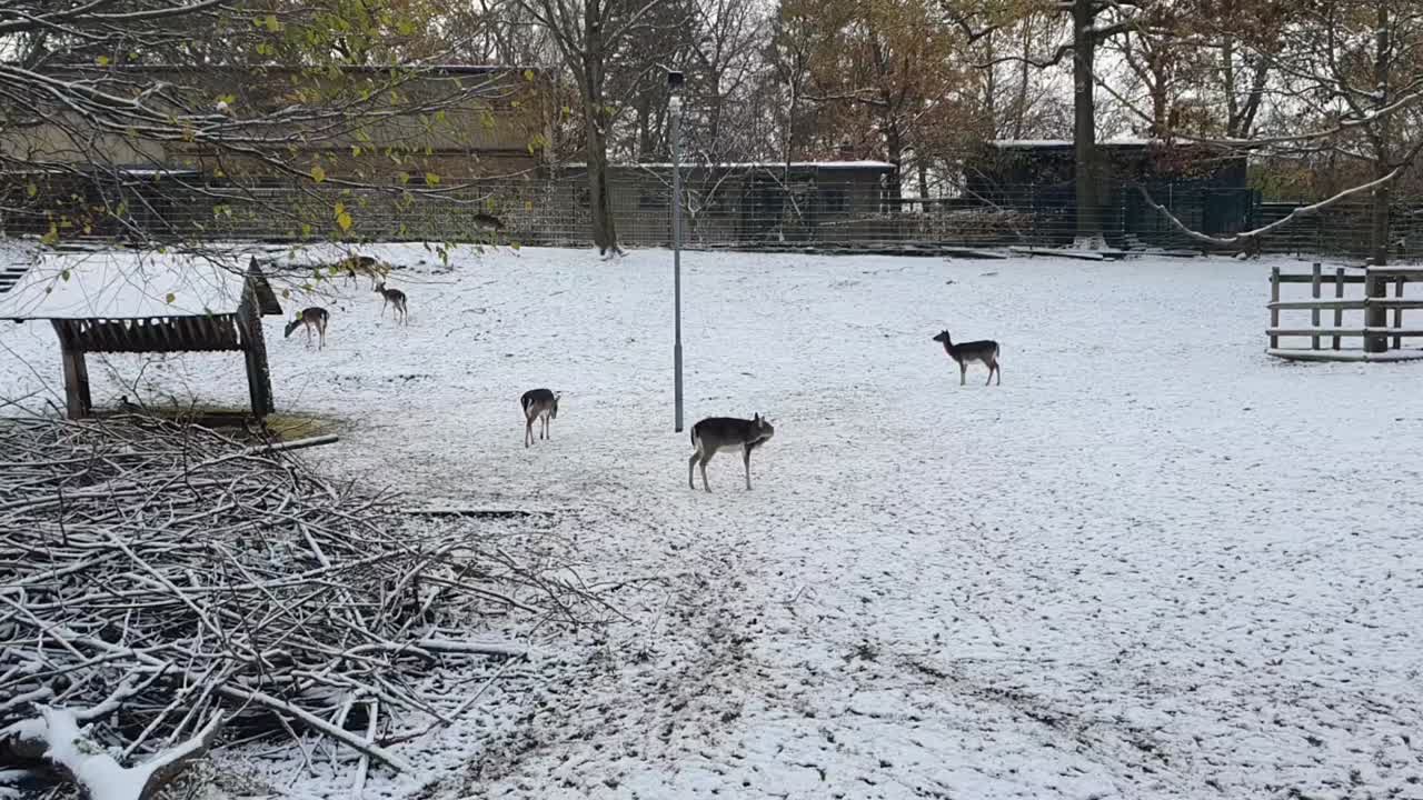 6마리의 사 ⁇ 이 베를린의 눈에 겨울에 눈으로  ⁇ 인 하센하이드 공원에서 눈으로  ⁇ 인 hd 30fps 10초