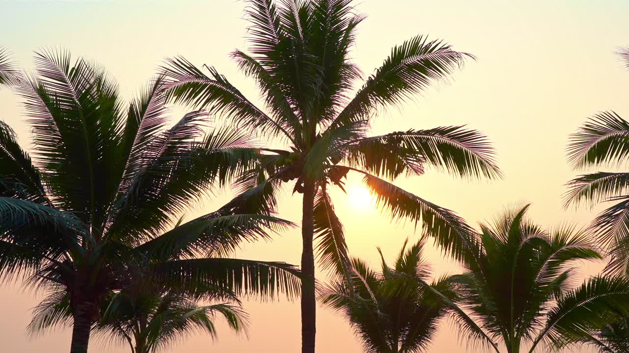Yellow sunset light filters through palm tree leaves, static low angle