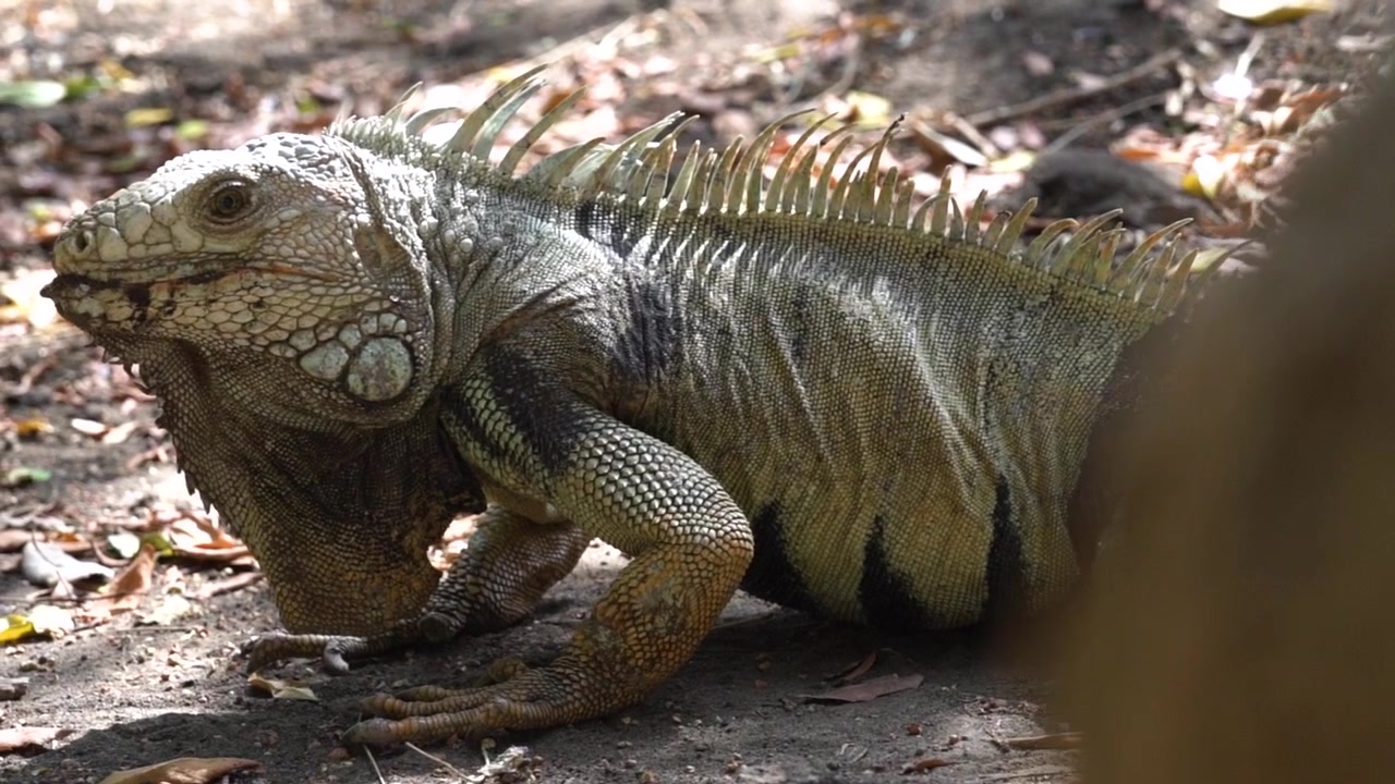 Beautiful pattern covers skin of a Green Iguana, laying on forest floor, pan right, view gets blocked by rock