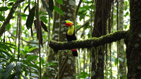 Toucan in a Rainforest