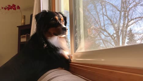 a mini australian shepherd eagerly looks out the window on a sunny day