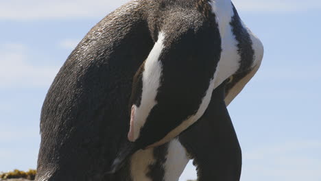 Afrikanischer-Pinguin-Kratzt-Sich-Mit-Dem-Schnabel-Am-Rücken