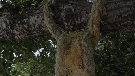 Cuerda-Vieja-Con-Hilos-Desenredados-Atados-En-Una-Enorme-Rama-De-árbol-En-El-Bosque