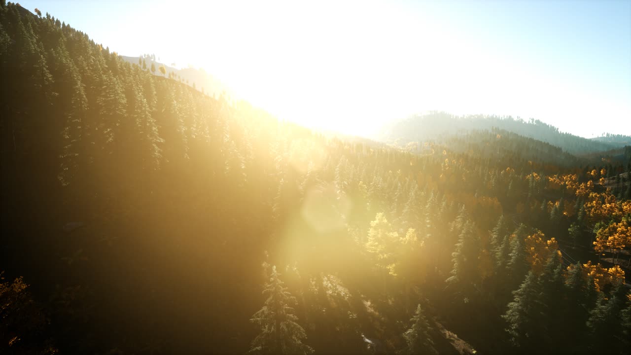 полет беспилотника над сосновым лесом в горах на закате солнца