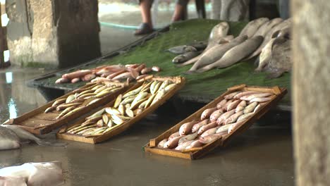 Stapel-Von-Frischem-Fisch-Mit-Fliegen,-Die-Auf-Ihnen-In-Einem-Gaza-Palästina-Fischmarkt-Kriechen