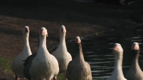 escena con gansos caminando rápido cerca del lago en el parque de buenos aires