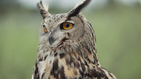 Eagle-owl-making-noises-on-forest-background