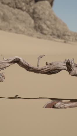 a twisted branch of driftwood lies in the desert sand.