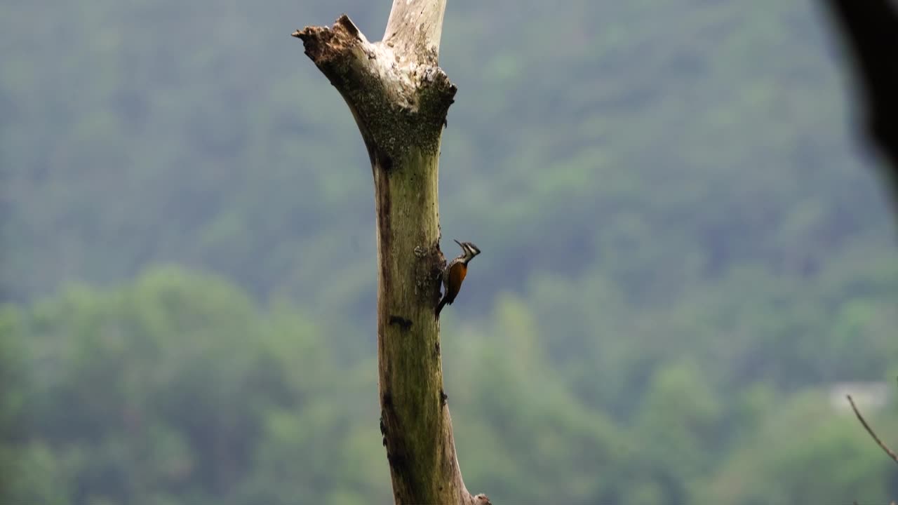 Woodpecker or dinopium javanense or Pelatuk besi Indonesia pecking and hanging on tree in Indonesian forest on sunny day
