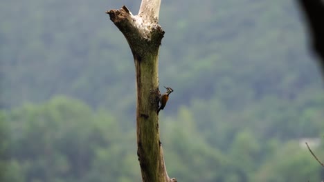 woodpecker or dinopium javanense or pelatuk besi indonesia pecking and hanging on tree in indonesian forest on sunny day