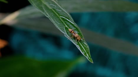 Una-Avispa-De-Papel-Asiática-En-Una-Hoja-De-Planta-En-Tailandia---Primer-Plano