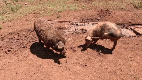 two pigs interact and root in mud.