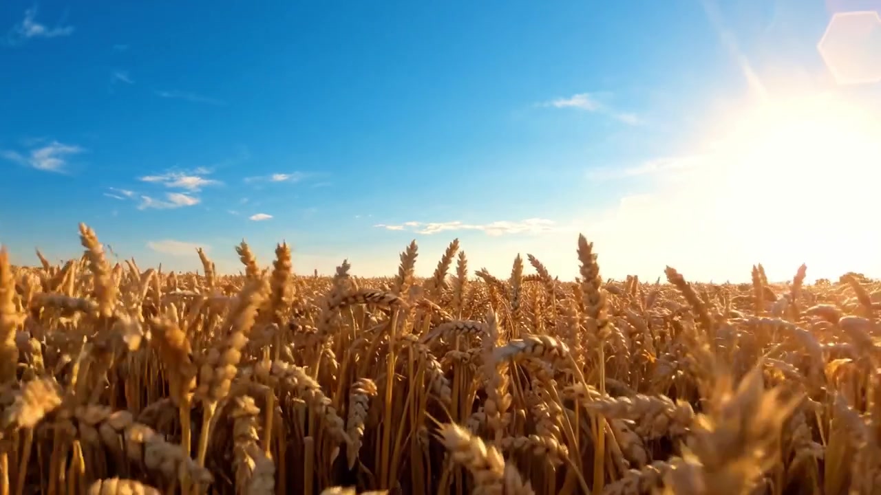 澄み切った青空と輝く太陽の光の下に広がる息をのむような麦畑。穏やかな田園風景の中で自然の恵みの美しさを披露