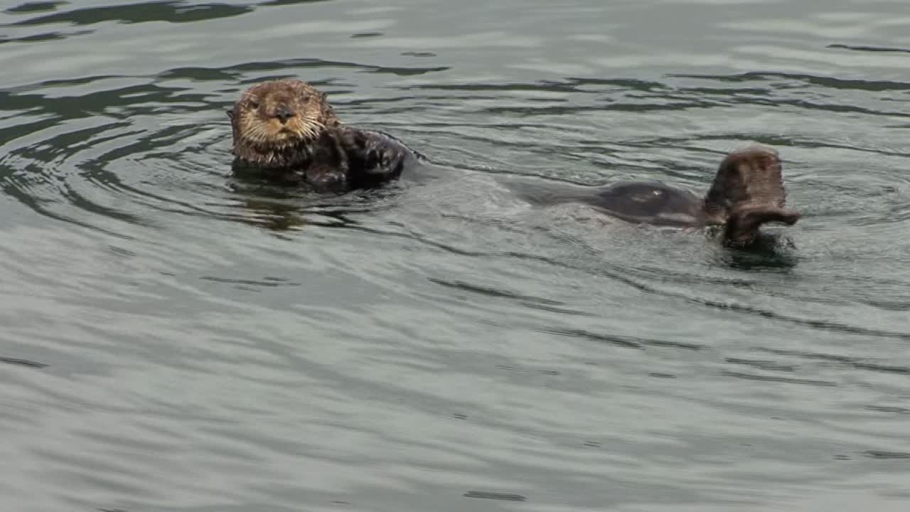 해안 가까이 얕은 바다에서 노는 해달
