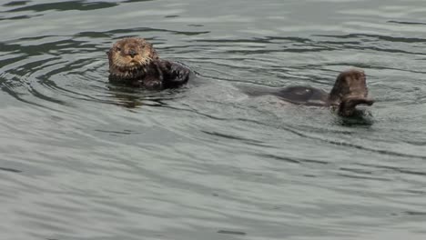 sea otter playing in shallow ocean waters close to shore