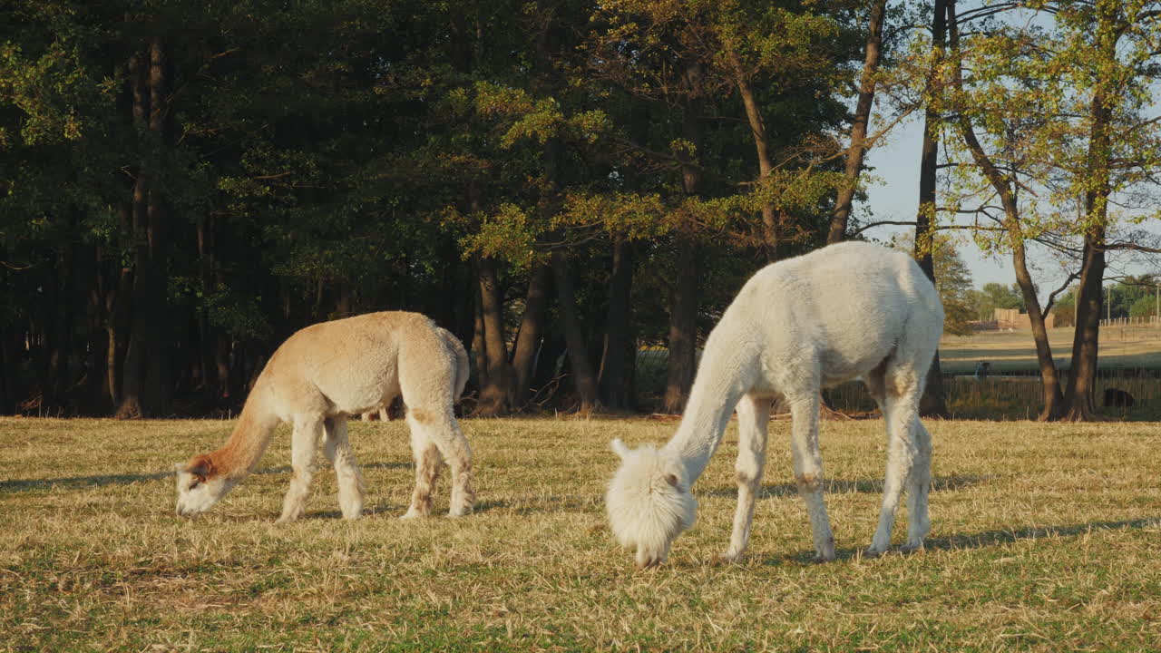 두 마리의 알파카가 들판에서 먹이를 먹고 있다