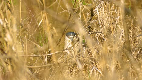 a black-crowned night heron is partially hidden among dry tall grass on a sunny day, directly staring into the camera