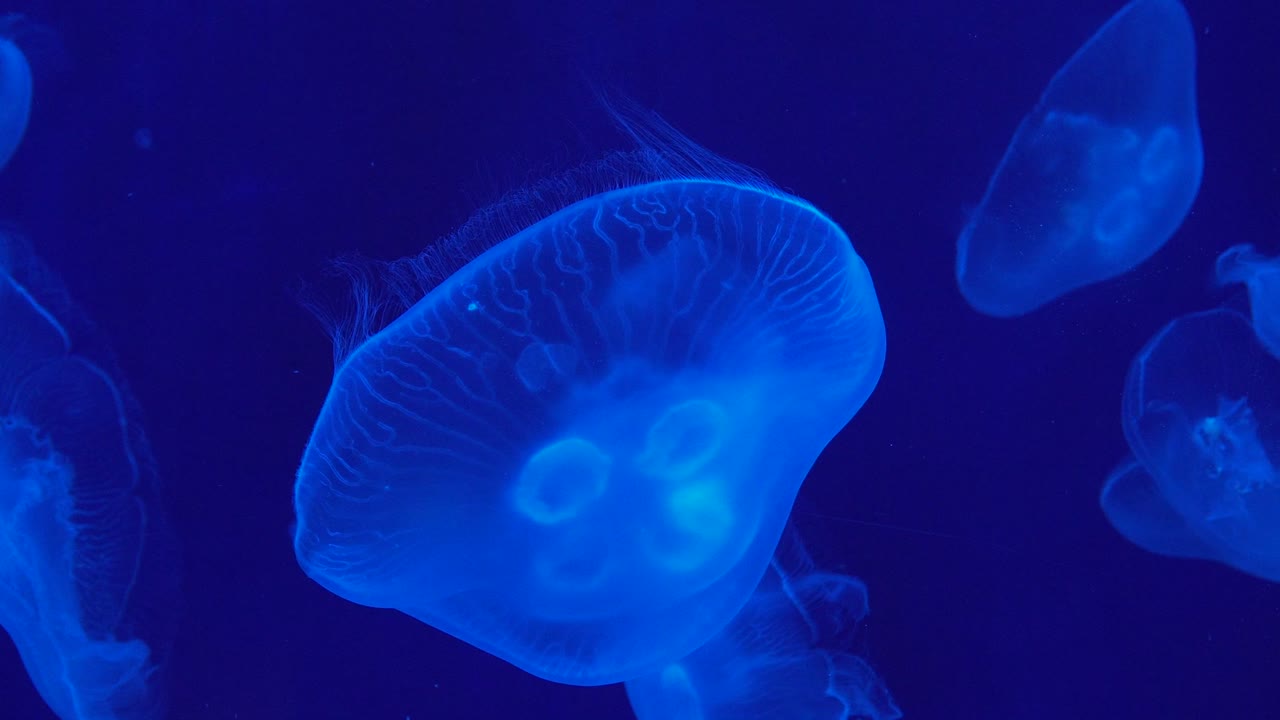 Vista ravvicinata di alcune meduse che nuotano