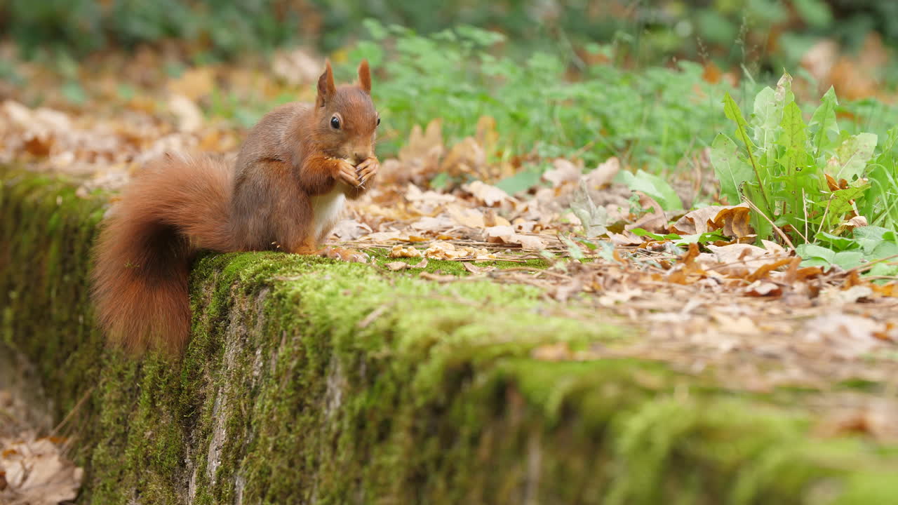 Red squirrel front close-up video eating nuts on a moss-covered rock in a quiet autumn forest colorful leaves wildlife natural trees environment soft sunlight