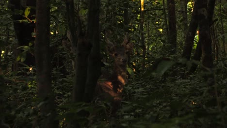 Javan-rusa,-ciervo-de-Timor,-Rusa-timorensis,-two-adult-males-with-antlers-among-the-thicket-of-the-jungle-at-dawn